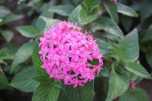 扦插、做溫室，養(yǎng)花一個(gè)泡沫箱就搞定，省錢又省心！