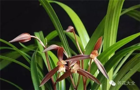 蘭花