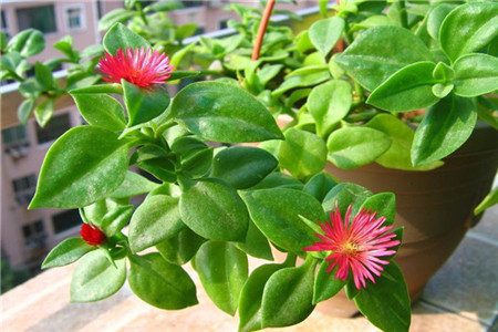 牡丹吊蘭開(kāi)花