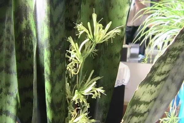 虎皮蘭這樣養(yǎng)，竟然可以年年開花