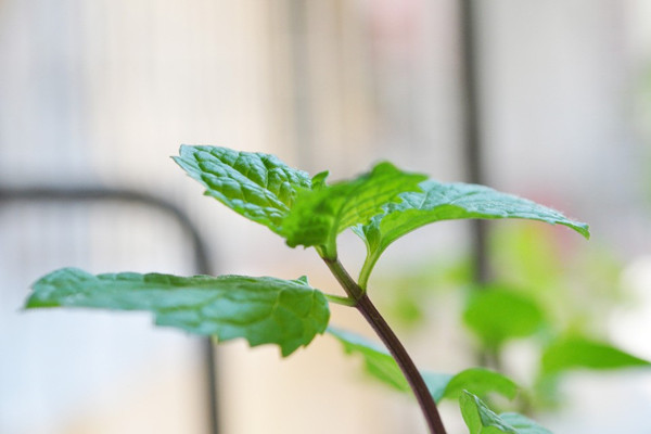 廁所總有異味？別擔(dān)心！10種植物讓空氣立馬清新