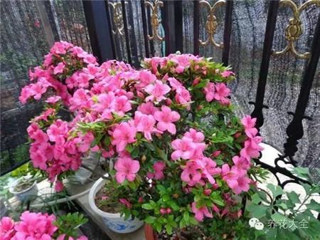 耐陰的花卉就可不見光？