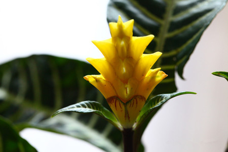 斑馬花