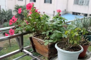 小蘇打也能養(yǎng)花？漲姿勢了