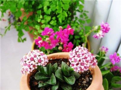 為什么買回來的花越開越小？