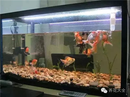 魚(yú)缸廢水
