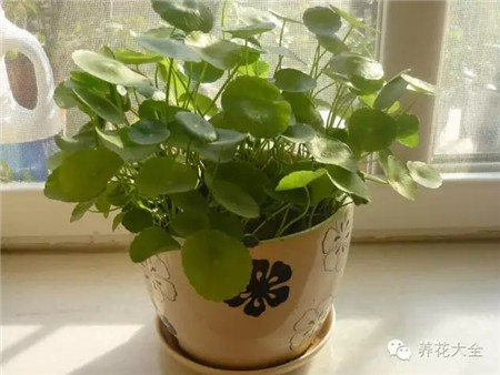堿性水如何酸化？