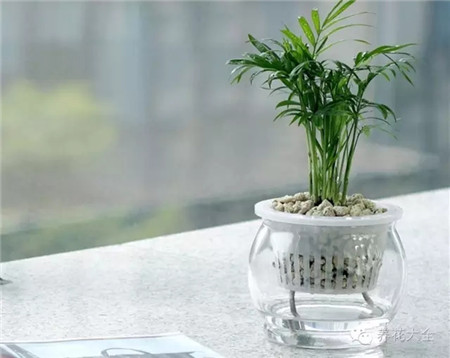 澆花的水要不要曬？怎么曬？