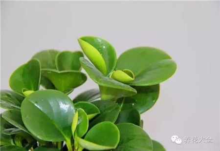 家里無人時，無人澆水怎么辦？