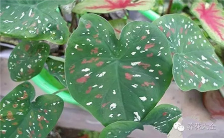休眠期如何給花澆水？