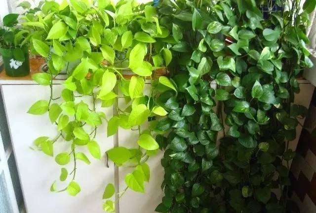 柴米油鹽醬醋茶，養(yǎng)人也養(yǎng)花