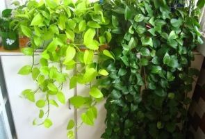 柴米油鹽醬醋茶，養(yǎng)人也養(yǎng)花