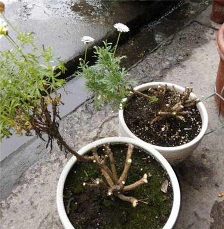 瑪格麗特花修剪步驟