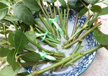 六、生根粉的運(yùn)用