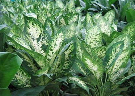 花葉萬年青冬季養(yǎng)護(hù)之適時換盆