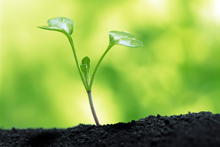 植物養(yǎng)護