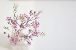 家庭養(yǎng)花之新買來的花到底該如何養(yǎng)護(hù)？