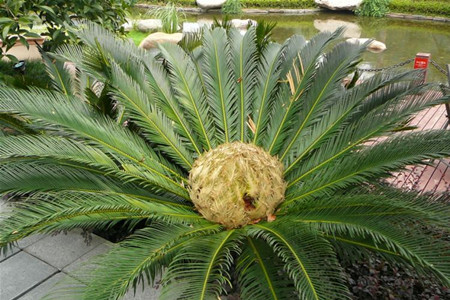 鐵樹(shù)開(kāi)花
