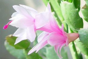 藍(lán)色的蟹爪蘭，你信了嗎？