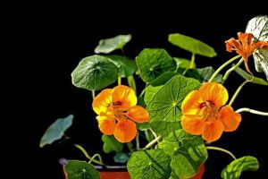 常使用的家庭養(yǎng)花方法，你知道幾個(gè)