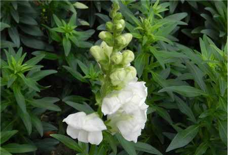 金魚草花期怎么養(yǎng)護(hù)
