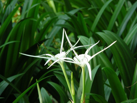 水鬼蕉的春夏養(yǎng)護(hù)
