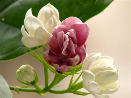 雙色茉莉的修剪時(shí)間