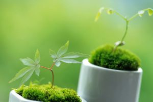 超實用的懶人扦插法，成活率100%