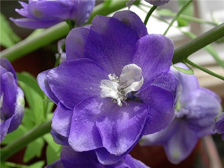 飛燕草什么時(shí)候開(kāi)花