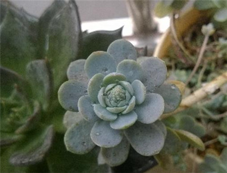 子持年華要開(kāi)花了