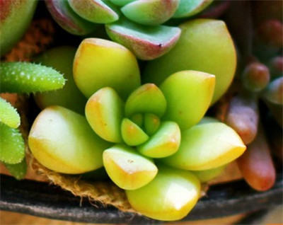 黃麗的春季養(yǎng)護