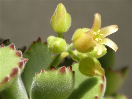 熊童子什么時候開花？