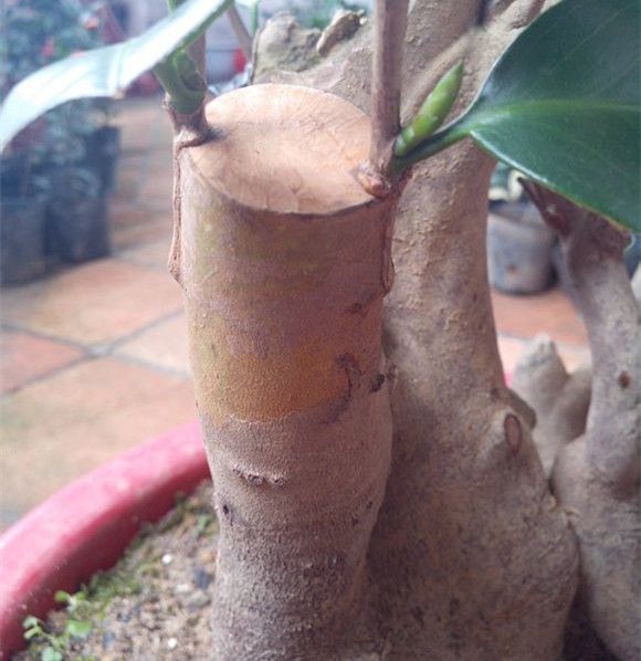 砧木截面 砧木截面