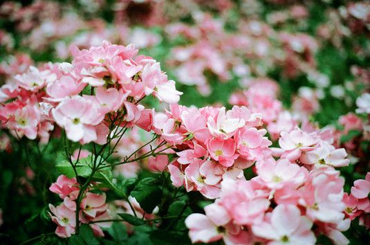 春季，花卉何時(shí)適合出室？