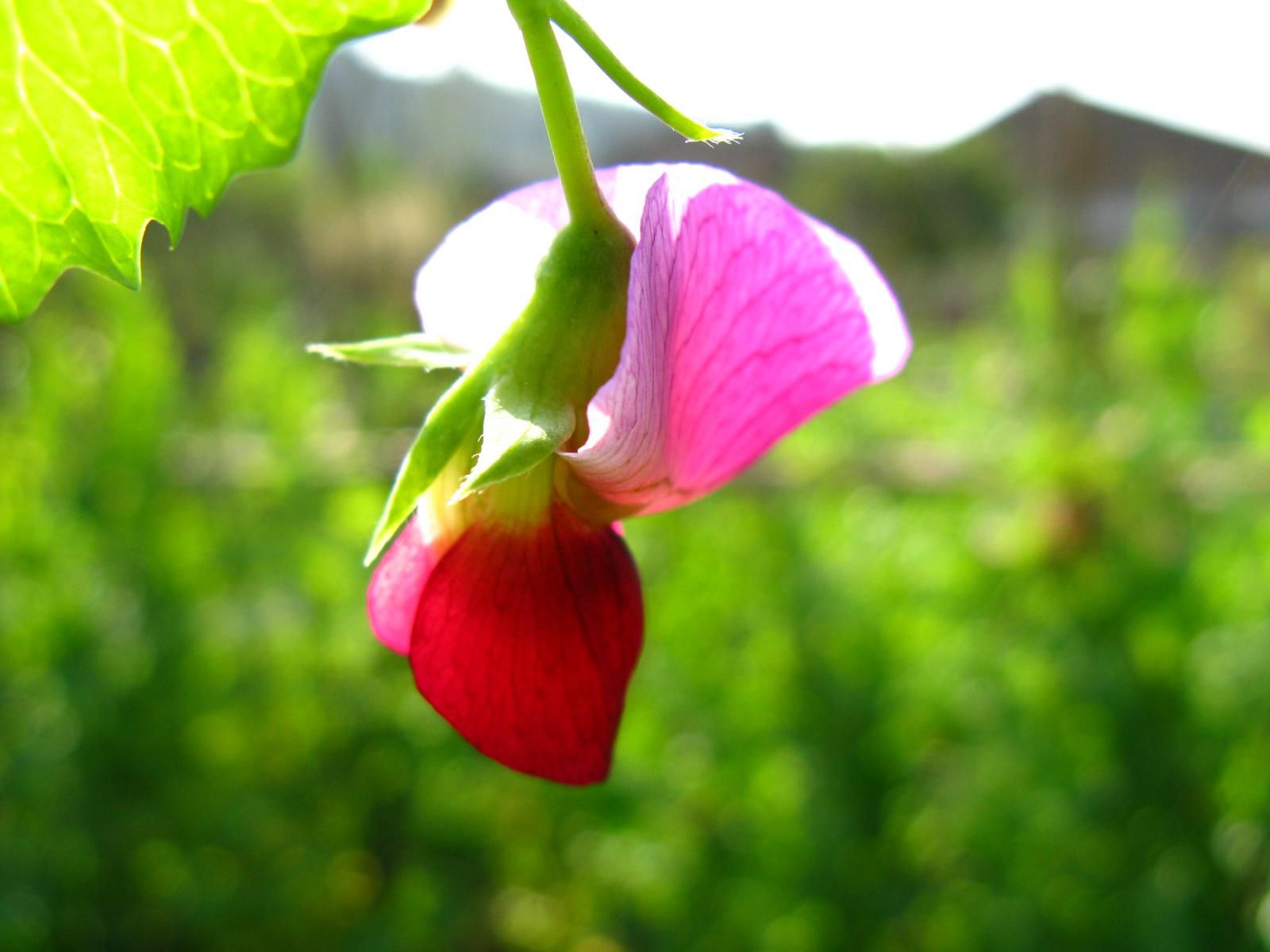 秋季，花卉該怎樣施肥？