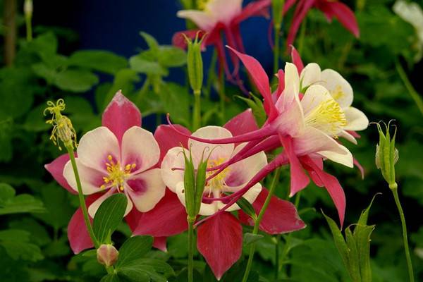 學(xué)會這幾個小秘籍，讓養(yǎng)花變得更加簡單~