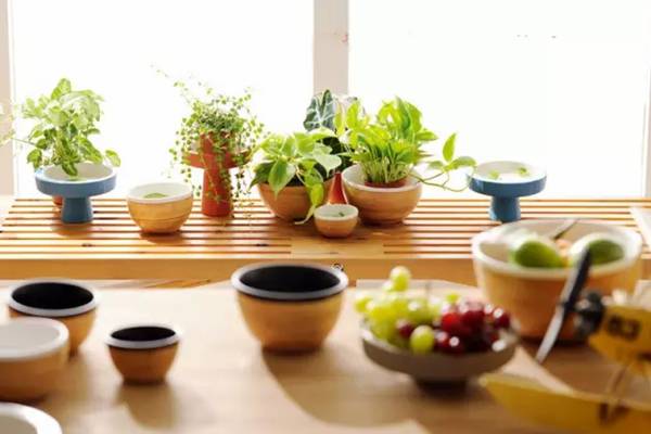 養(yǎng)花的9大誤區(qū)，不要再“摧殘”你家的植物了！