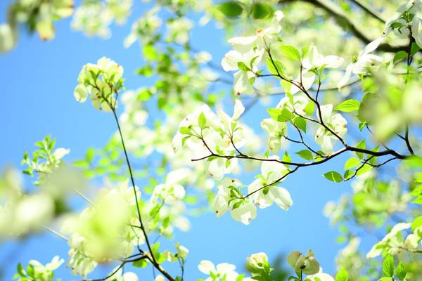 花卉不同的生長(zhǎng)階段對(duì)溫度要求相同嗎？