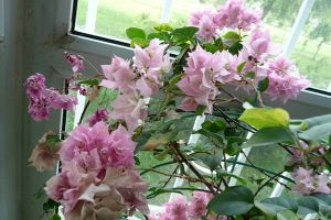 秋季養(yǎng)花，你不知道的那些事，實(shí)用，必看！