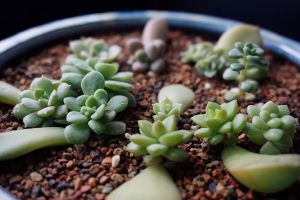 多肉葉插小技巧，90%出苗率！