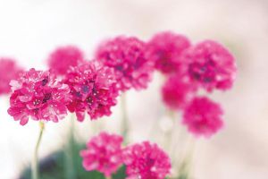 想成為養(yǎng)花高手，這些竅門你應(yīng)該知道