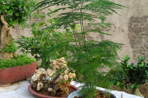 那些好養(yǎng)的花花草草，為什么還是養(yǎng)不活？