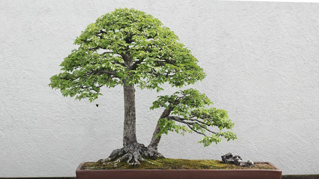 榆樹盆景的養(yǎng)護(hù)方法