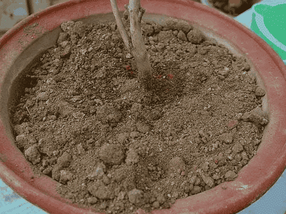 敦實(shí)植料