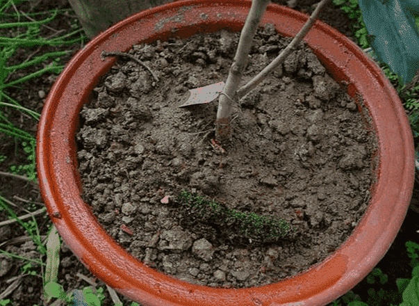 檢測(cè)茶花植料通透性