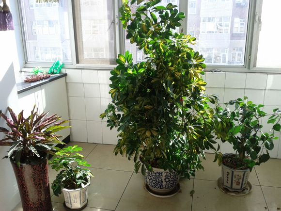 鴨腳木捆扎