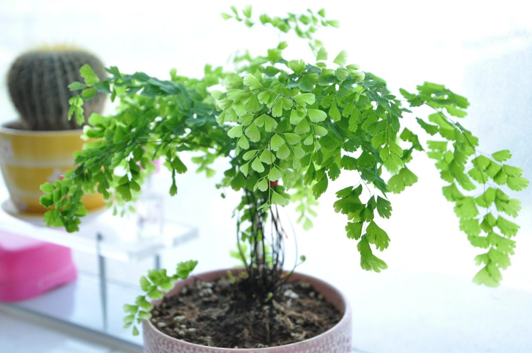 鐵線蕨怎么正確澆水？
