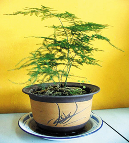 文竹7月養(yǎng)護