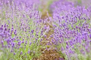薰衣草開(kāi)花