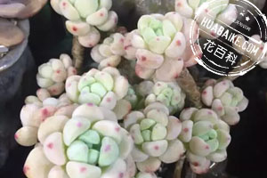 多肉植物根部呼吸不暢導(dǎo)致徒長